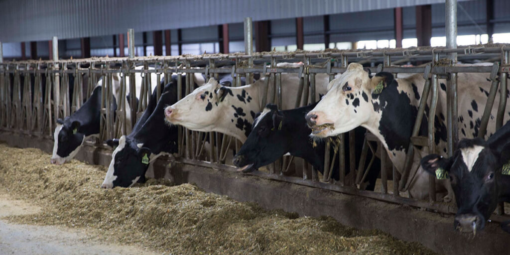 Dairy cows eating along the feed bunk.