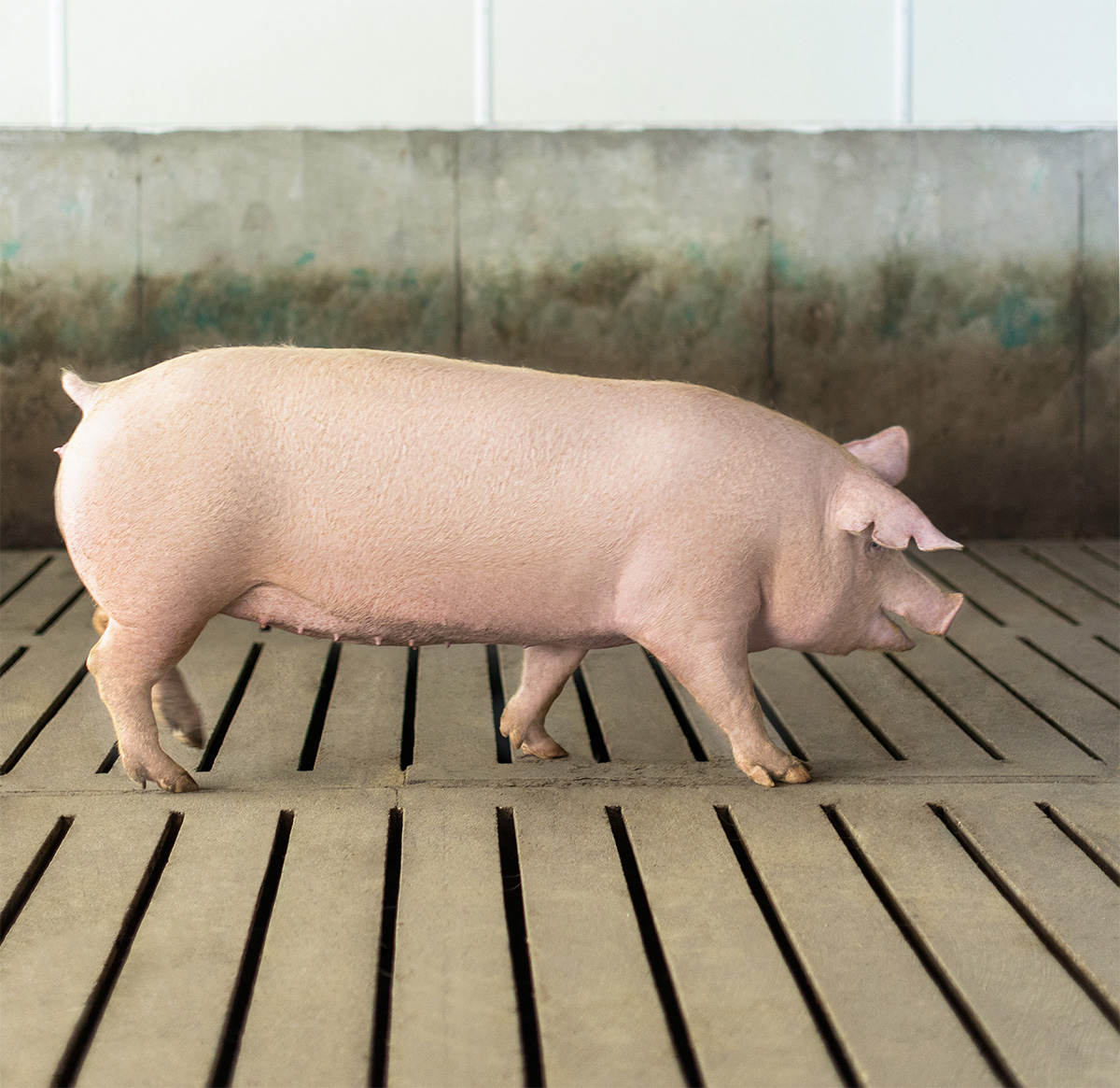 Trace Minerals Can Counter Reproductive Problems in Swine – Zinpro®