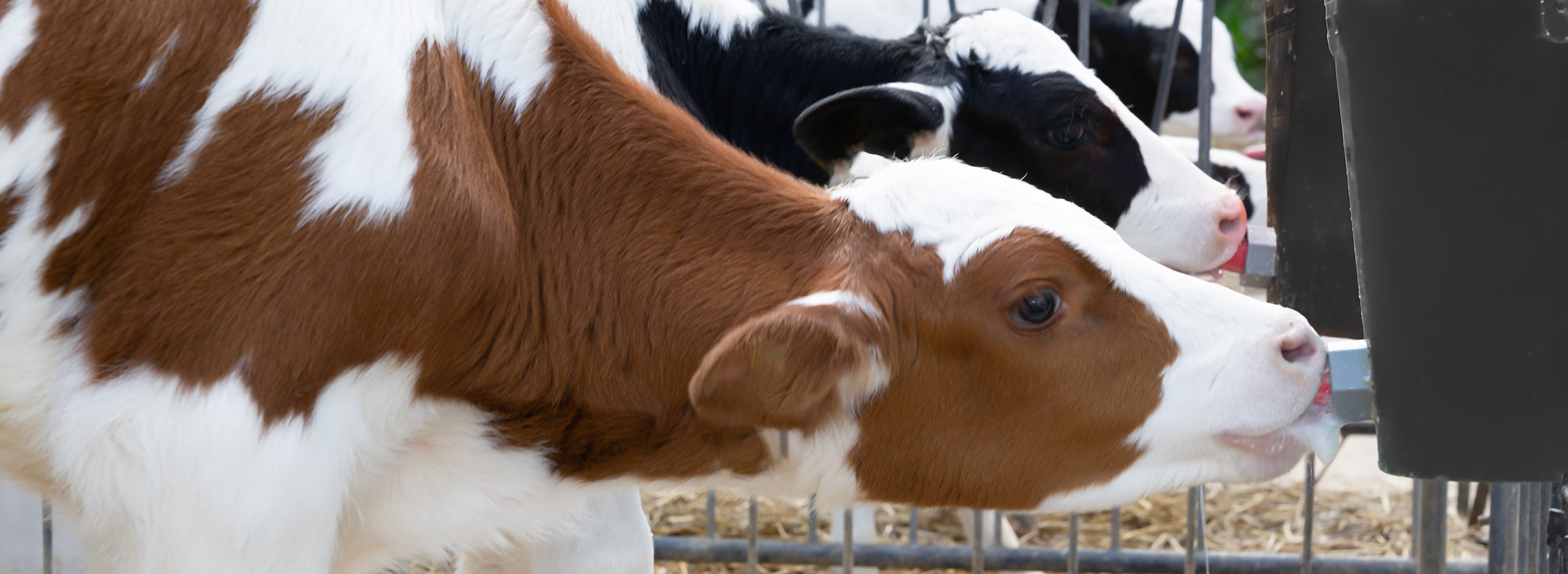 Healthy Calves Start with Zinpro® Premolac® Colostrum – Products