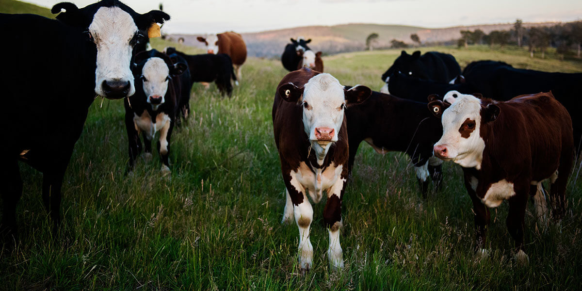 Cow and calves in pasture