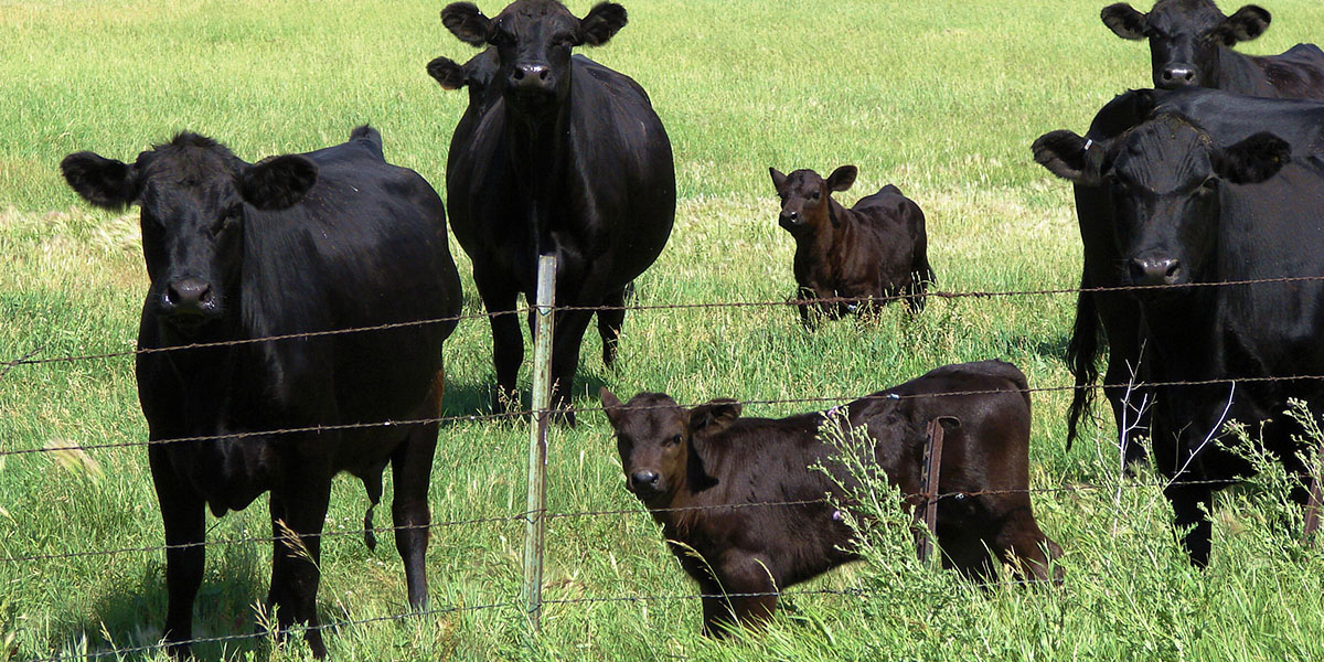 Angus Cow-Calf pairs in the pasture.