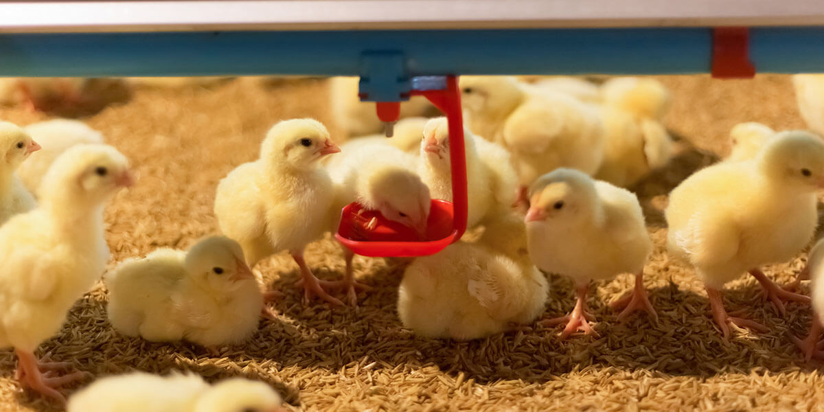 Chicks eating together.