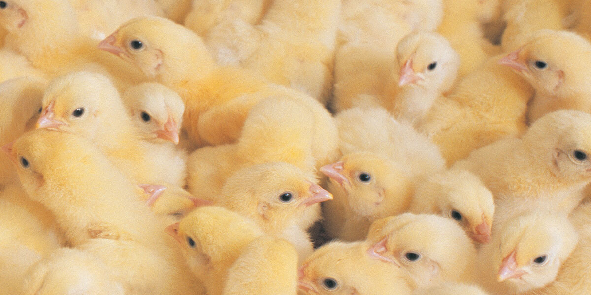 Group of baby chicks