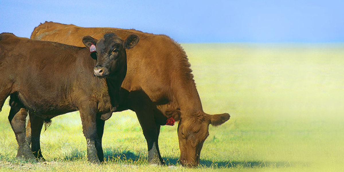 Beef Calf Pair in Pasture