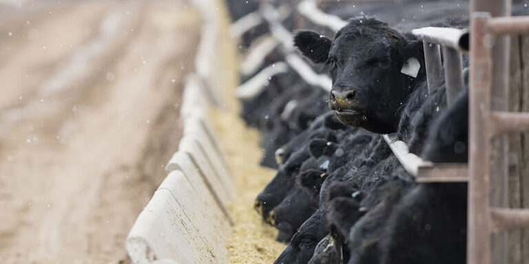 Beef cattle at the feed bunk