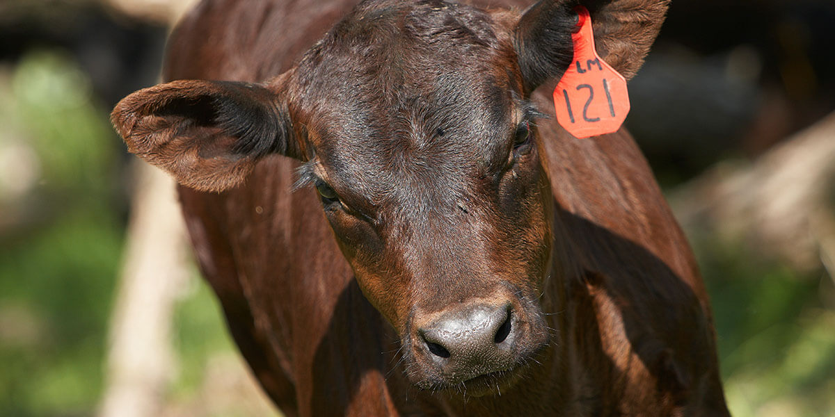 Close-up of beef calf.