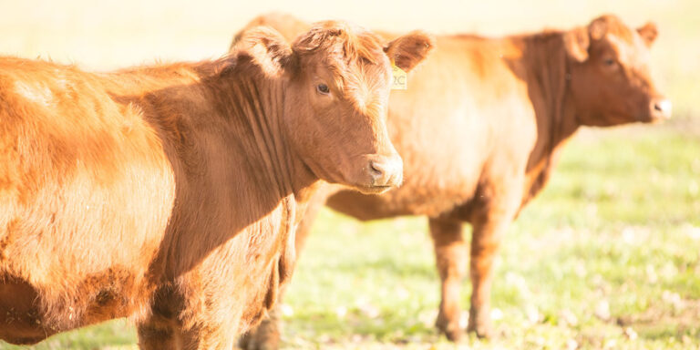 Beef cattle standing in pasture.