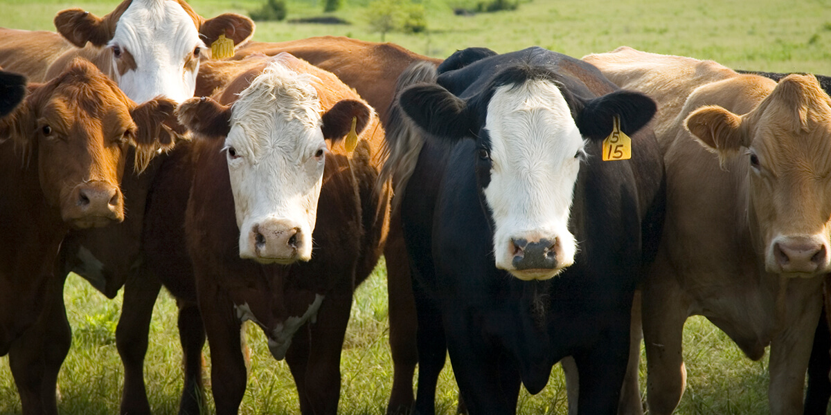 Beef cattle in pasture.