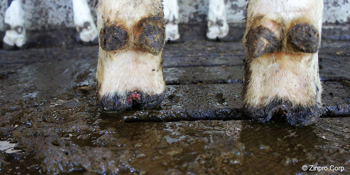 Hoof with Digital Dermatitis