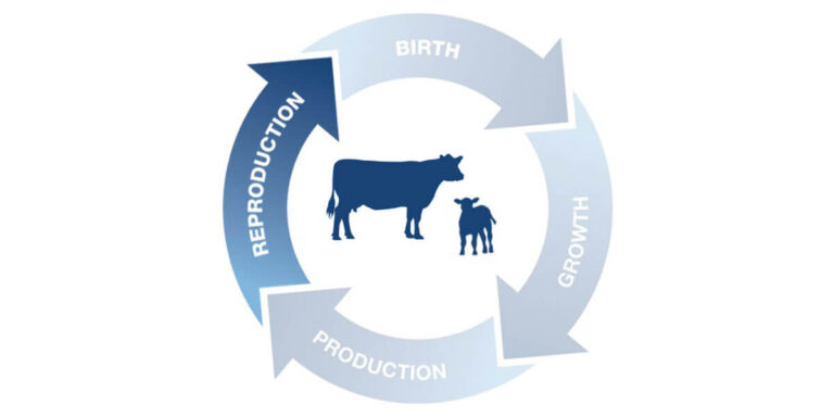 Beef reproduction icon.