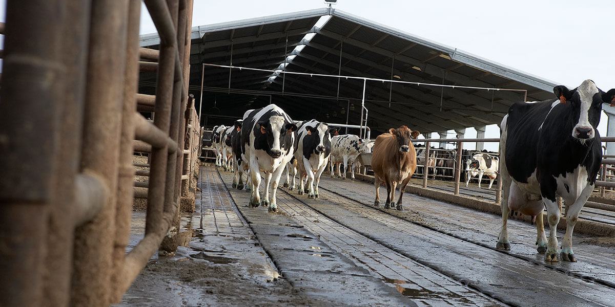 Dairy cows in the holding area.