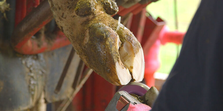 Dairy hoof being trimmed.