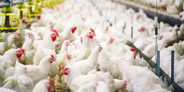 Broilers in modern barn