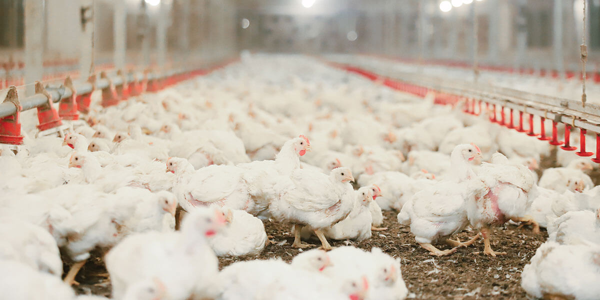 Broilers standing in litter.