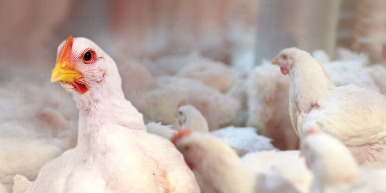 Chicken in front of a group