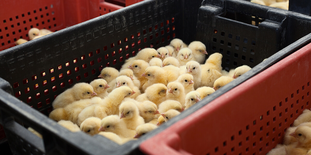 Chicks in hatchery containers.