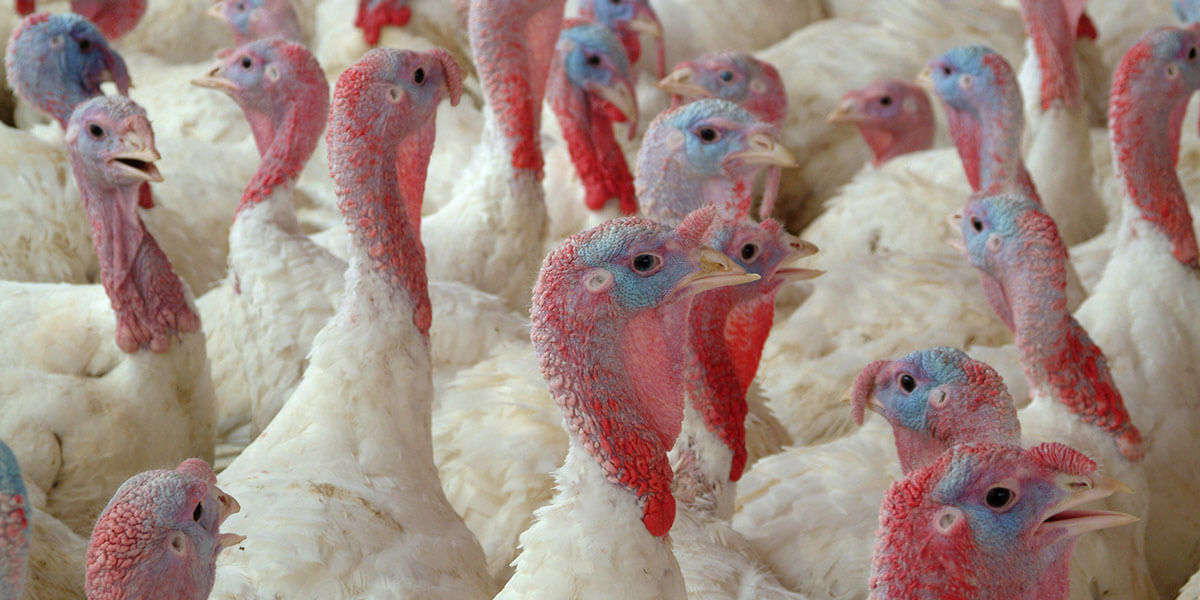Closeup Group of Turkeys