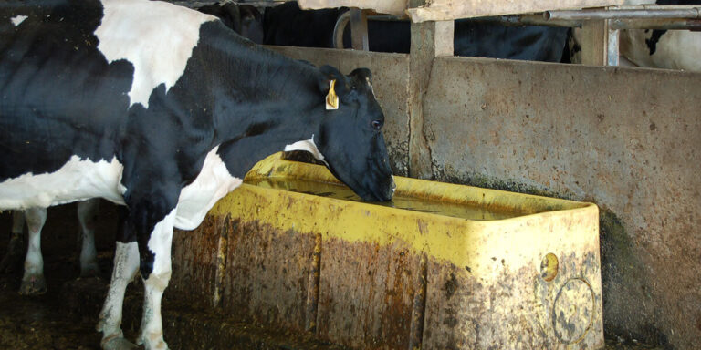 Dairy cow drinking from a waterer.