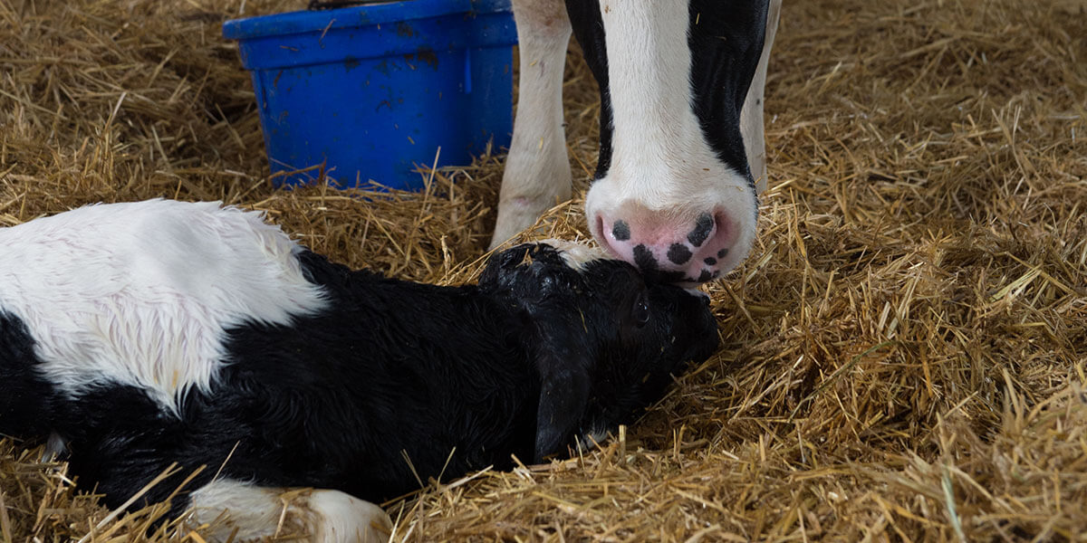 Cow cleaning a newborn calf.