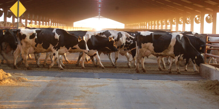 Dairy cows moving to the parlor.