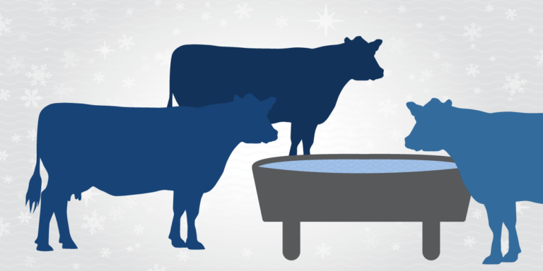 Illustration of dairy cows drinking water in cold weather.