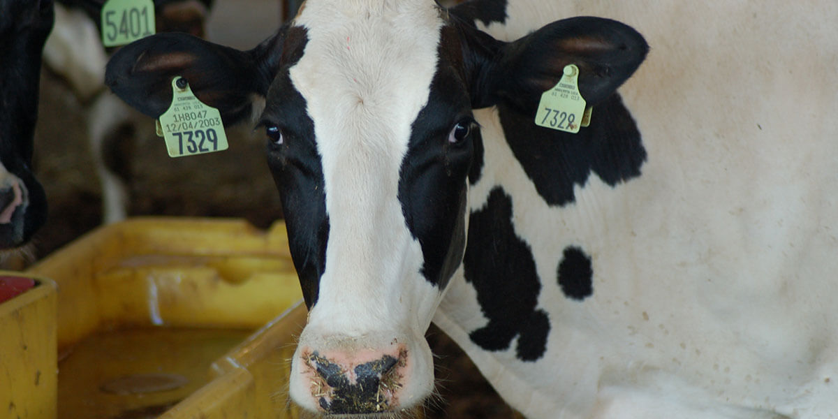 Dairy cow at the waterer.