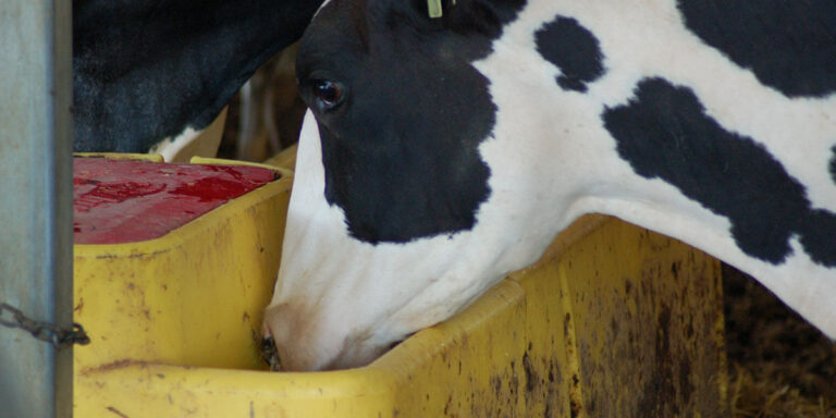 Dairy Cow Drinking Water