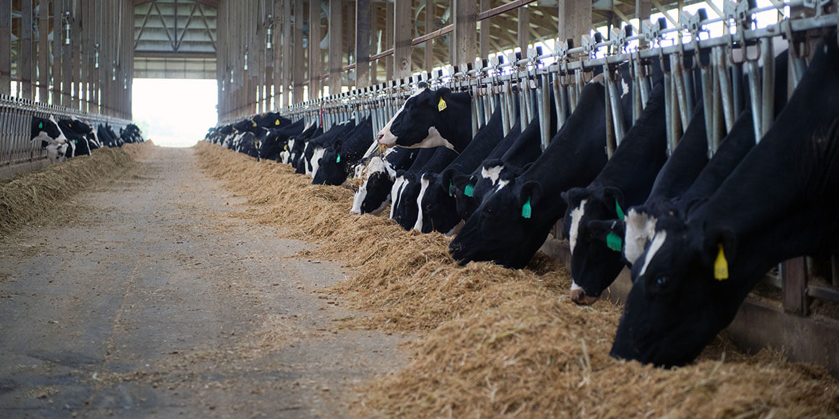 Dairy cows at the feedbunk.