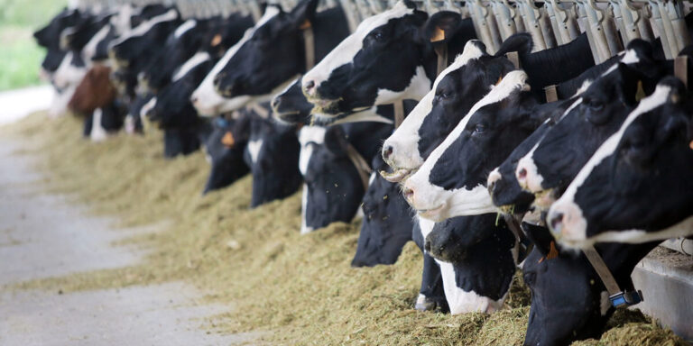 Dairy Cows Feed Bunk