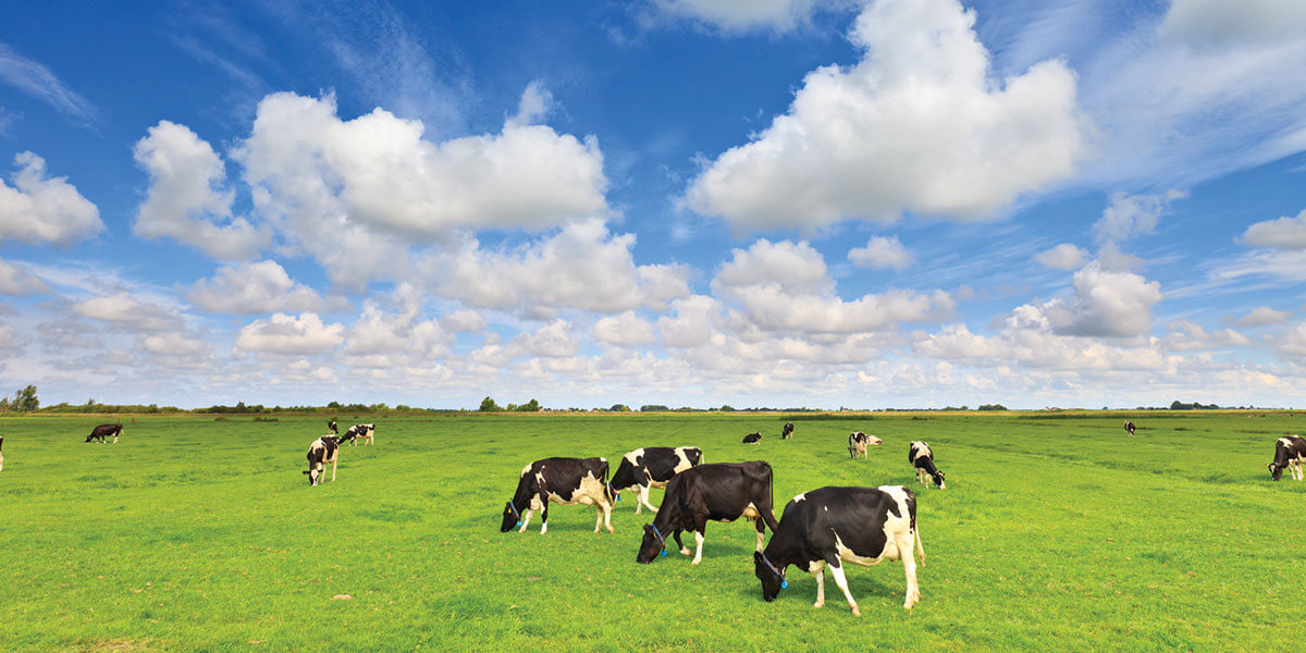 Cows in a green pasture