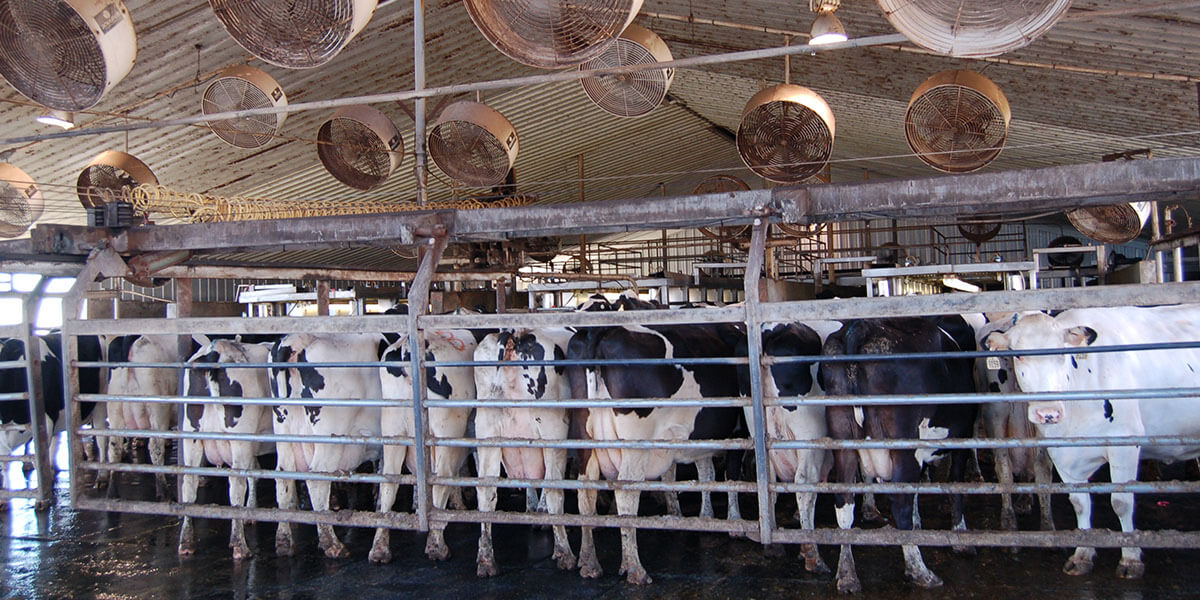 Dairy cows beneath cooling fans.
