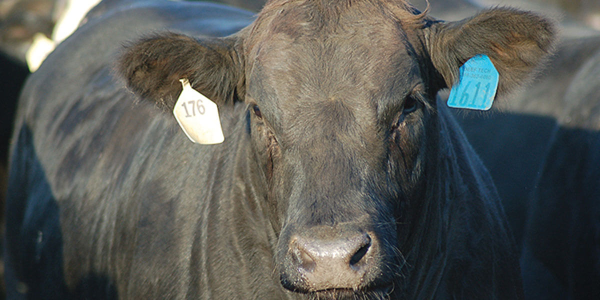 Fat steer closeup