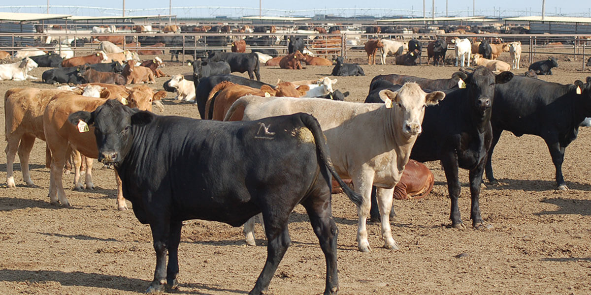 Fat steers in feedlot