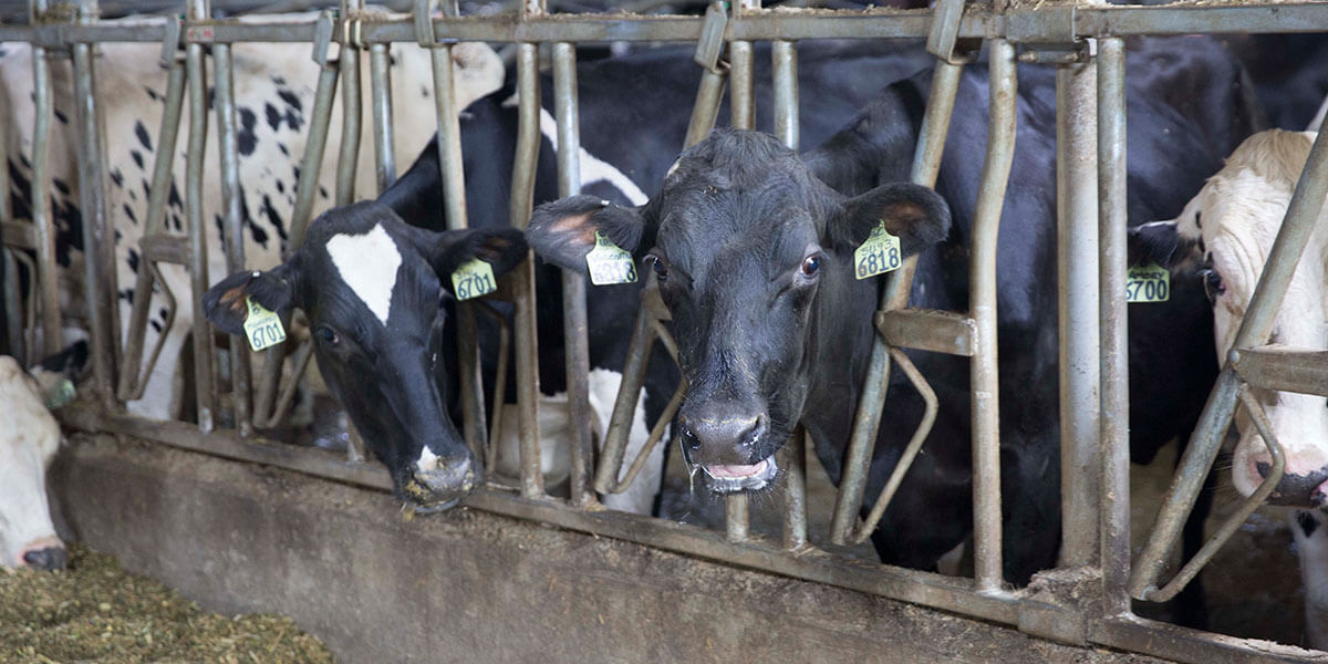 Close up of dairy cows at the feed bunk.