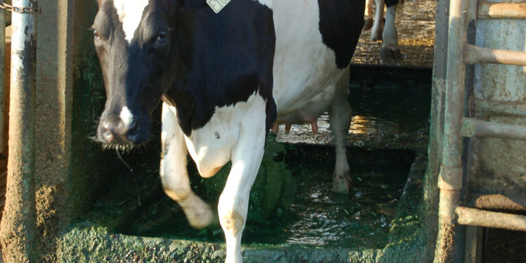 Dairy cow exiting foot bath