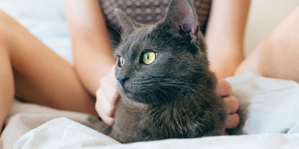 Grey cat with girl.