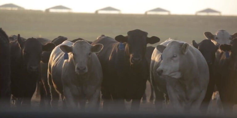 group of cattle screen shot