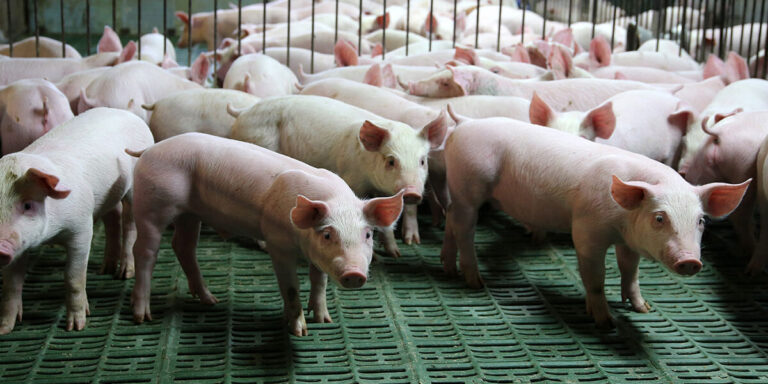 Group of nursery pigs.