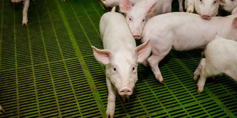 A group of nursery pigs.