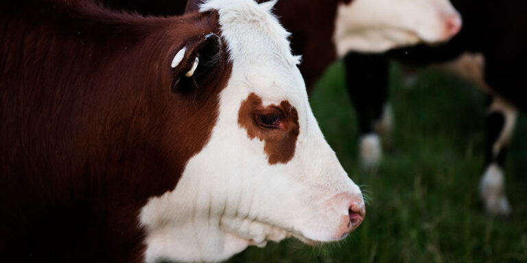 Close-up of a stocker in the feedlot.