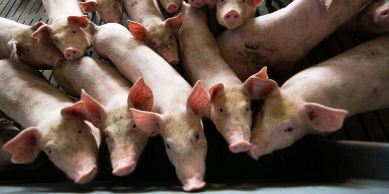 Group of weaned pigs.