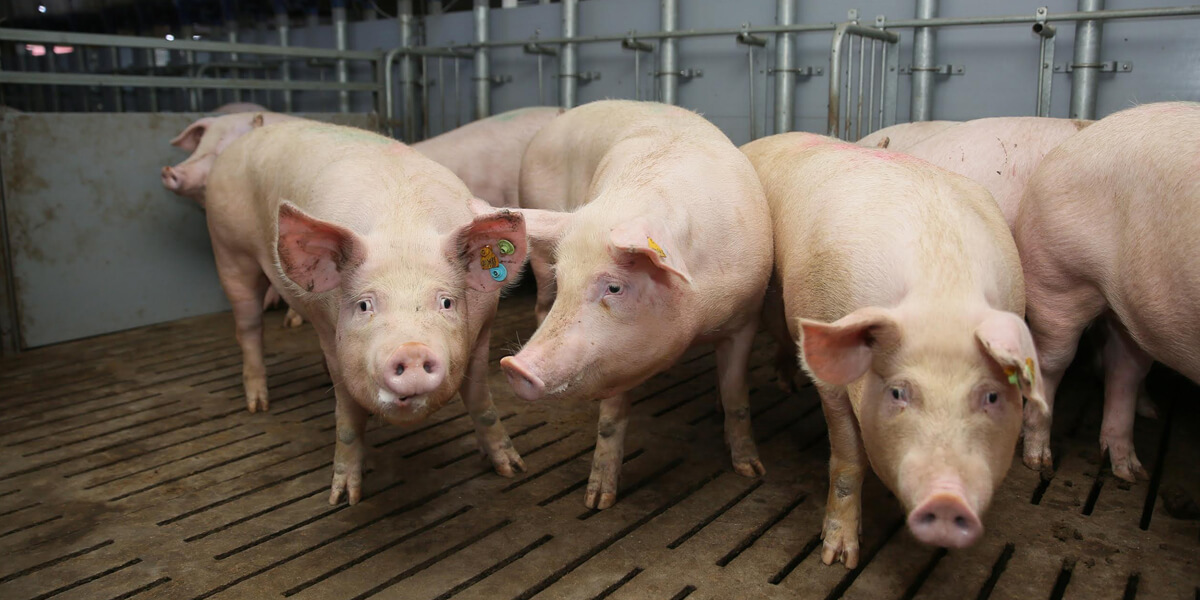 Group of feeder pigs in a pen.