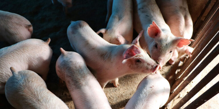 Group of nursery piglets.