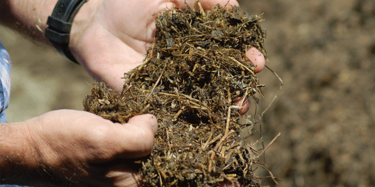 Close up of hands holding forage.