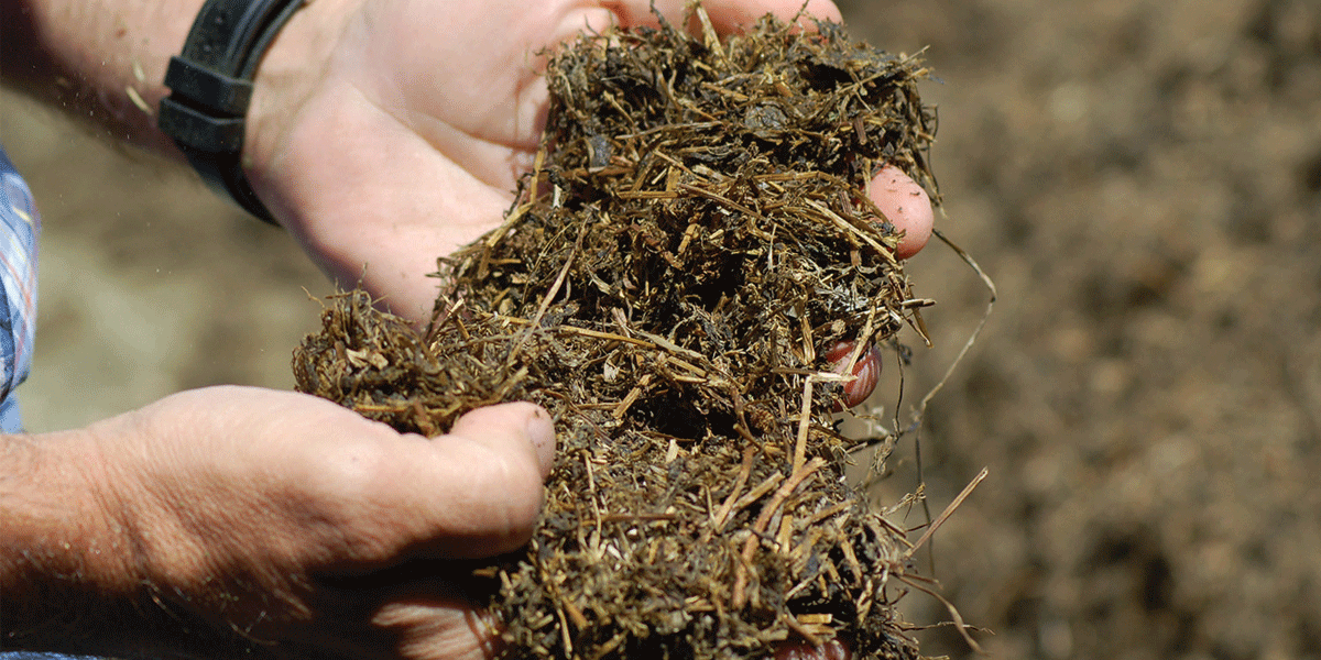 Close up of hands holding forage.