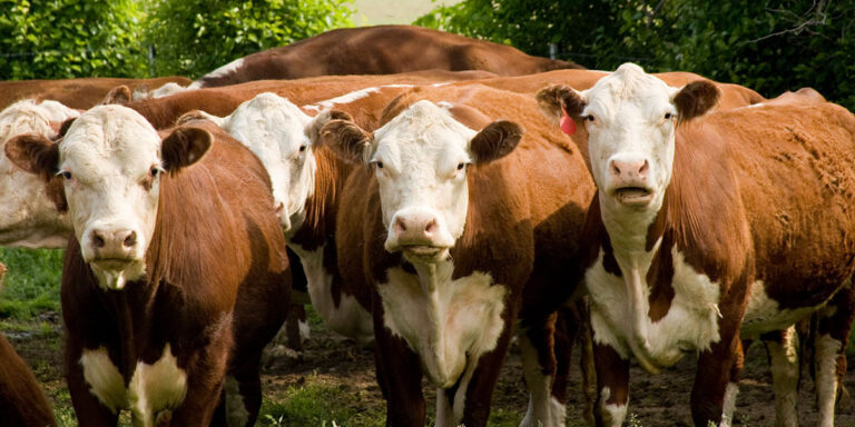 Hereford cows along fence.