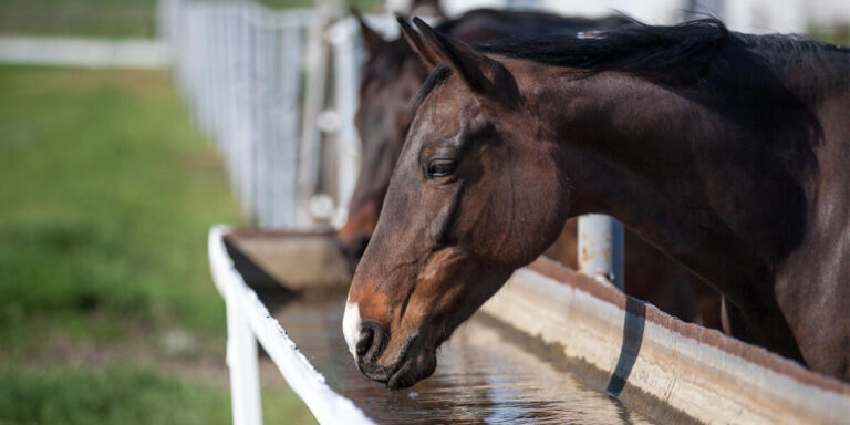 Horse drinking from a water tank.