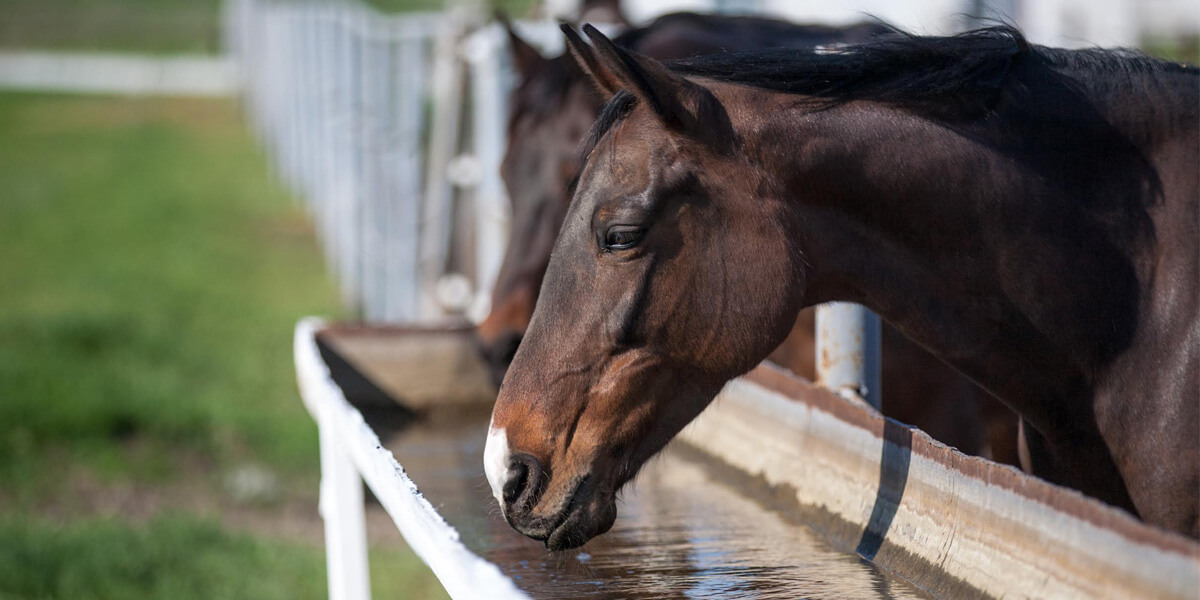 The Most Important Nutrient for Your Horses: Water — Part 1 – Zinpro®