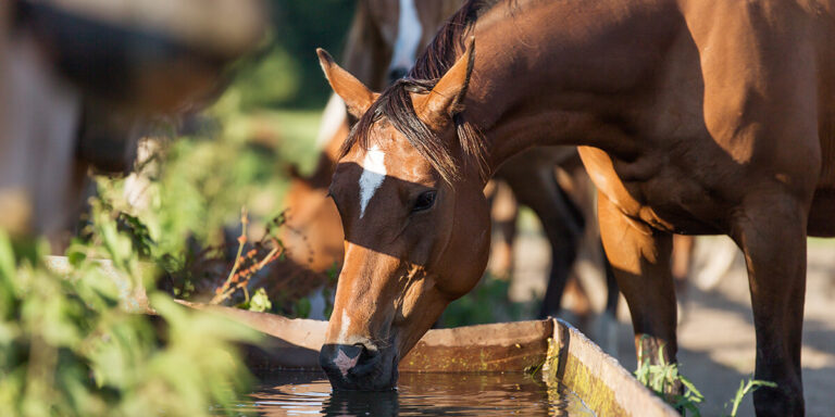 Horse drinking from a water tank.
