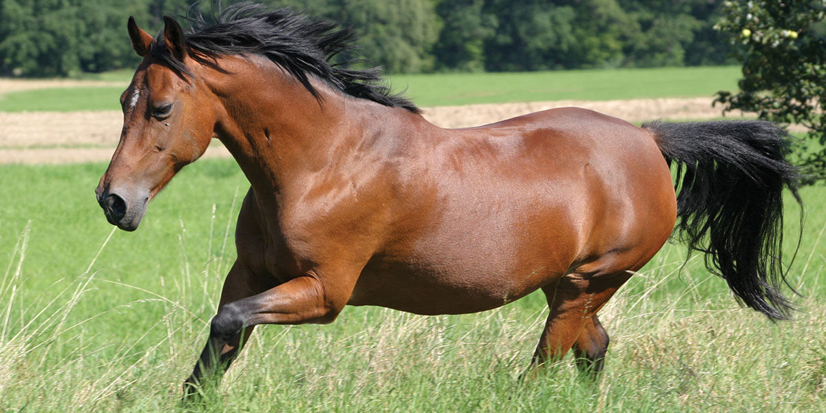 Hores running in a pasture